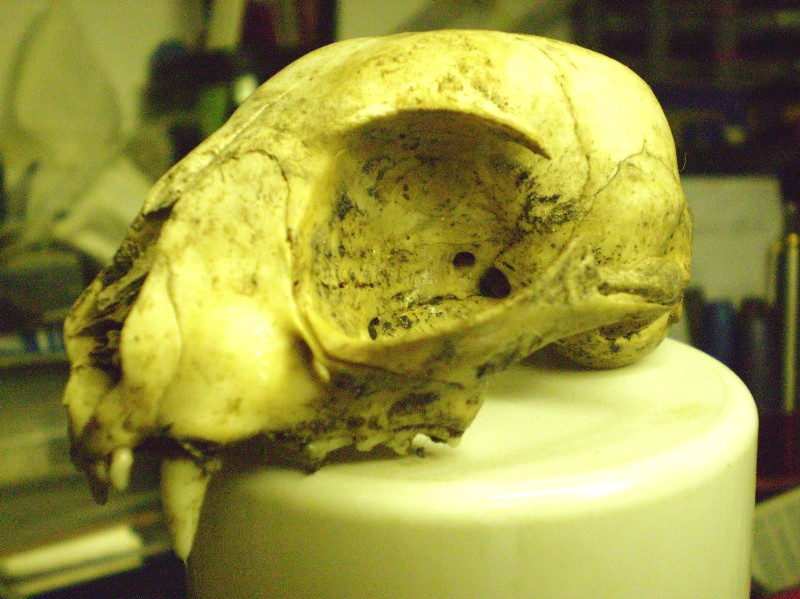 Cranio sconosciuto; Gatto